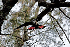 Glossy Black Cockatoo in Ku-ring-gai Chase National Park. Photo: C.Munro for SydneyOutBack.com.au