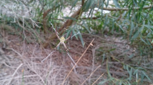 A St Andrews Cross Spider at North Head reserve. Photo: D.Cave for SydneyOutBack.com.au