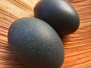 Emu Egg_3 2016