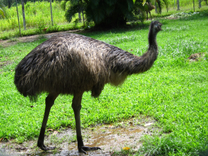 Emu 2010