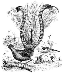 Lyrebird early illustration